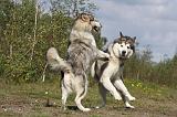 ALASKAN MALAMUTE 416